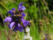 21 Salvia pratensis- Salvia dei prati 